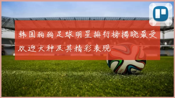 韩国狗狗足球明星排行榜揭晓最受欢迎犬种及其精彩表现